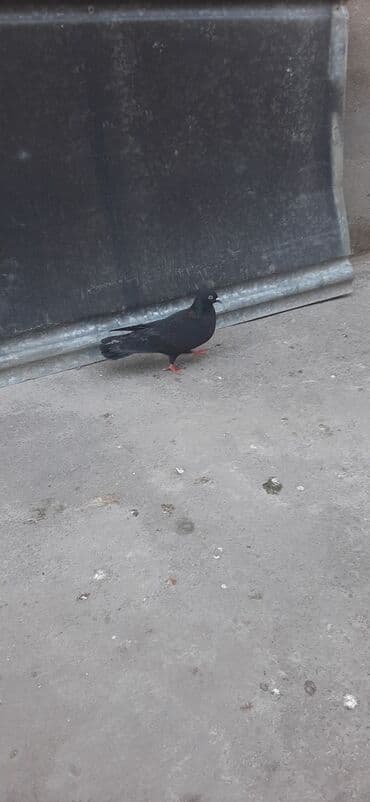 gərəf quşu: Tutulmadı satılır — 2