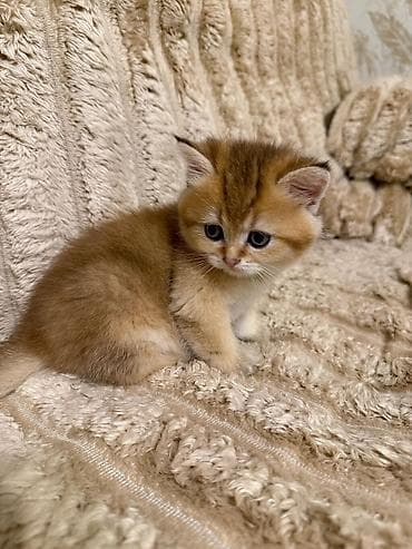 Qızıl şinşilla lalafo.az -da Qızıl şinşilla