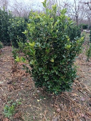 Həmişə yaşıl kol