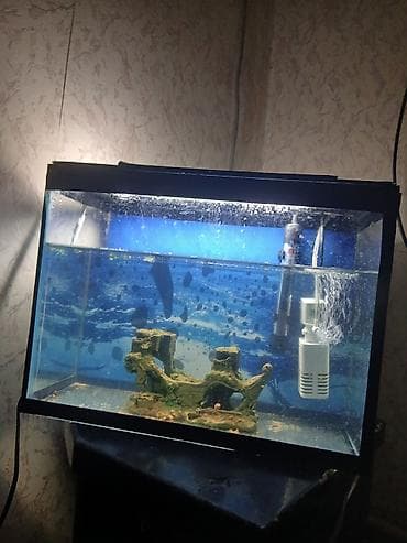 akvarium sifarişi: Ciziqsiz,siniqsiz akcarum uzunluqu 40 sm,hundurluk 30sm,eni 20 sm,arxa — 1