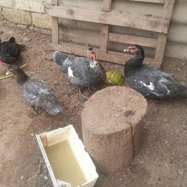 kayuqa ordək: Lal ördəklər macar sortu zümrüdü mirvari göy rəng balalarda satılır — 1