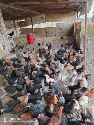 heyvan bazari inekler: Курица, Для разведения — 3