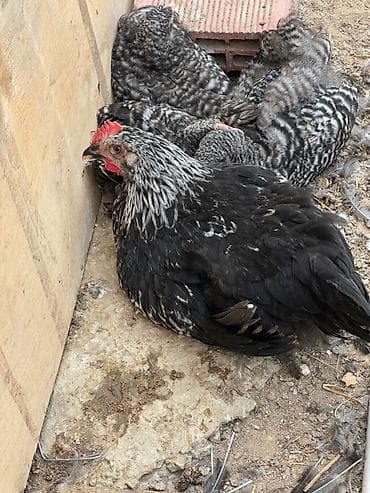 amadin quşu: Toyuqlar satılır
Topdan satılır 5 man — 2