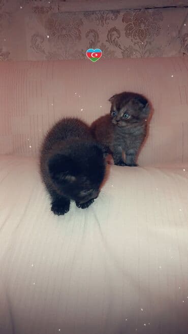 pişik bala: Şotland yastı qulaq — 5