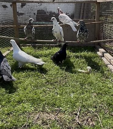 Quşlar: Göyerçinler satılır — 10