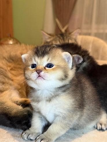 sinsila pisik: Qızıl şinşilla, Erkək, Dişi, Yaxşı əllərə, Ünvandan götürmə, Ödənişli çatdırılma — 5