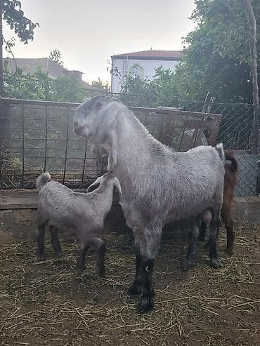 sanen keci: 3 əd təmiz saf qan hələb keçiləri.cavan keçilərdi.bir Erkey,bir — 7
