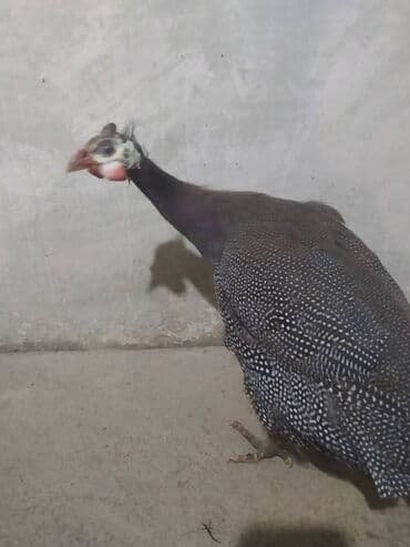 inəy quba: Fireng — 2