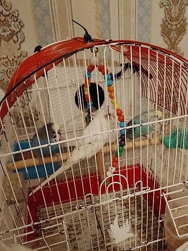 pisik balasi satisi: Dalğalı tutuquşular və qəfəs dəsti - Növ: dalğalı tutuquşu (3 ədəd – — 3