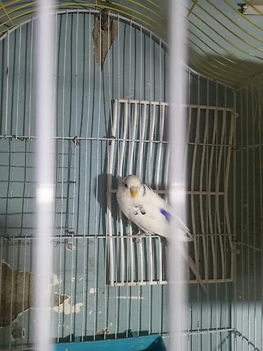 Pişiklər: Valnıstı dişi ərkeyi olmadığına görə satılır tam sağlam cütə hazır — 2