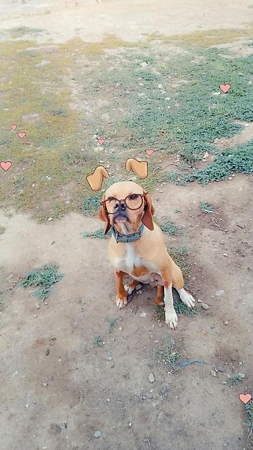 iran quslari: 2 il, Dişi, Peyvəndli, Ödənişli çatdırılma — 6