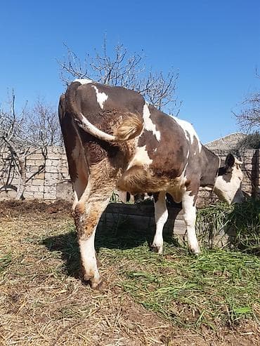 Birinci qarin ağ kiprik ivanovka balasi erkeydi 14 lt sud verir goy