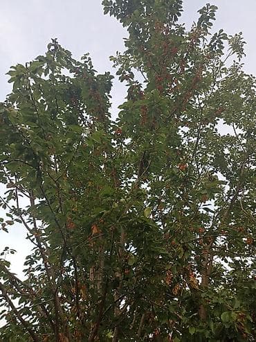 icareye meyve terevez dukani: 15 sot, Kənd təsərrüfatı — 3