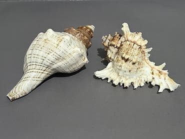 Ev üçün dekor: Dekorativ dəniz ilbizinin iki ədəd iri qabığı - Material: orijinal — 1