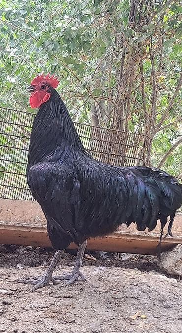 Qazlar: Xoruz, il: 1, Pulsuz çatdırılma — 2