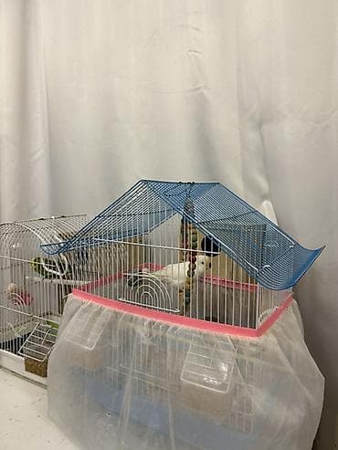 Budaqlar və qəfəs dəsti ilə dalğalı tutuquşular (ağ, yaşıl-sarı və