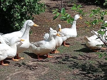 it yemi satilir: Ağ Pekin ördəkləri – yumurta və ətlik istiqamət - Cins: Ağ Pekin - — 6