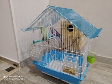 Yataqlar: Salam. qəfəs və iki ədəd erkək dişi tutuquşu birlikdə. qiymət sondur — 3