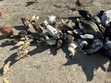 kuban ördek: Salam Aleykum Satılır Ördək Qaz Ördək Cücəsi Toyoq 36 Ədəd Lal Ördək — 9