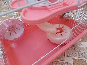 hamster satışı: ‼️2 aylıq dümağ dişi cunqarik qəfəsi ilə birlikdə satılır, heç bir — 5