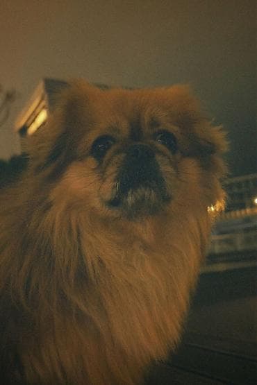 it ucun evler: Pekines — 8
