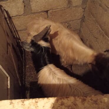 çəpiş satışı: Məhsul: Ev təsərrüfatı üçün keçilər - Şəkillərdə iki baş keçi — 1