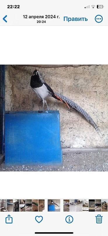 Quş əti: Almaz yumurtasi 10 manata — 3