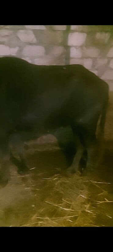 3 illiy camis duyesidir bala vermeyib satilir 3 mine kokdur isteyen lalafo.az -da 3 illiy camis duyesidir bala vermeyib satilir 3 mine kokdur isteyen