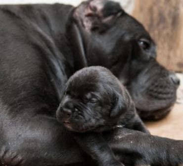 pitbul balasi qiymeti: Pitbul, Dişi — 4