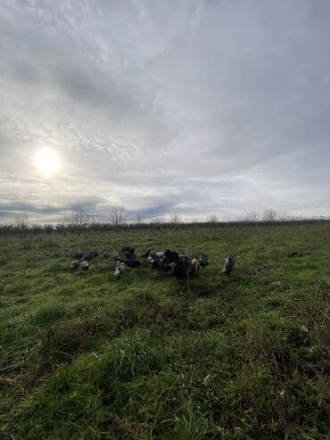 Toyuqlar: Erkək, Ətlik, Ünvandan götürmə — 2