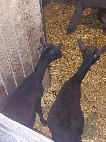 Qara rəngli keçilər –2 ltr süd və damazlıq üçün Murciana qranda 3 ana