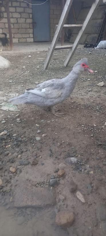 qaz ve ordek satisi: Erkək, | Lal ördək, Damazlıq — 3