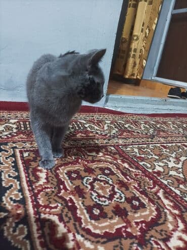 русская голубая кошка цена: Rus mavi, Yaxşı əllərə — 5