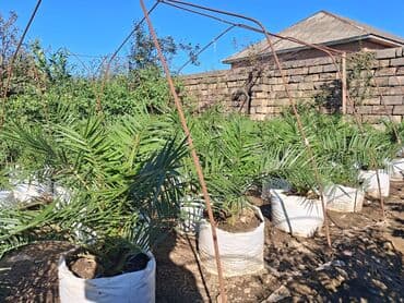 sine boyuden bitki: Xurma (Phoenix dactylifera) fidanları – dekorativ xurma palması — 2