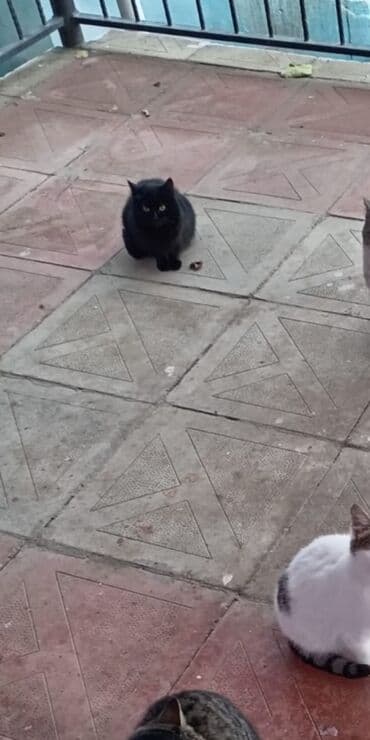 şirin pişik adları: Yaxşı əllərə — 1