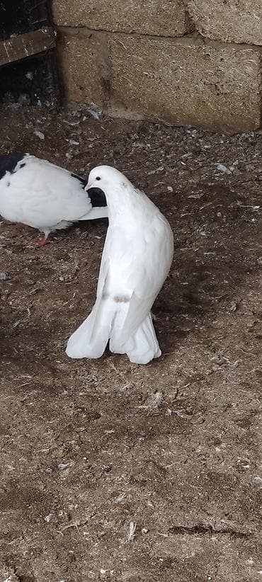 goyercin satisi 2019: Tutulma maya heyvan goz qabagindadi .Unvan Qala whatsappda ve burada — 1