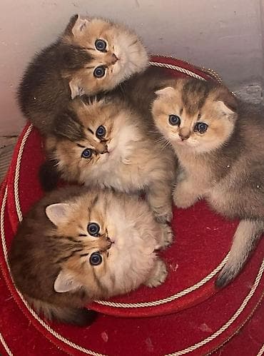 pisik cantalari: Erkək, Dişi, Yaxşı əllərə, Ünvandan götürmə, Ödənişli çatdırılma — 7