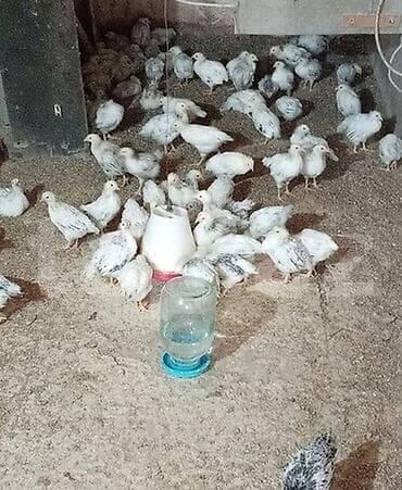 1 Aylıq Tam Sağlam Dava Dərman olunmuş Cücələr Selebrest Qiymət 2