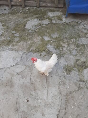 Eşşəklər: Məhsul: Ağ rəngli ev toyuğu (xoruz) Təsvir: - Tam ağ lələklər — 2