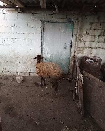 İtlər: Dişi, il: 1, Damazlıq — 3