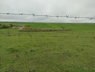 Kənd təsərrüfatı