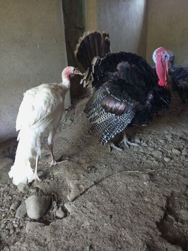 dana qiyməti xacmaz: Tam sağlam kənd heyvanlari xoruzlar 15 də var 20 ye də hinduşkalar — 1