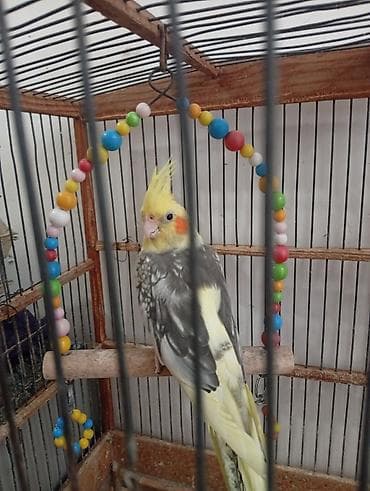 papağ şekili: Nymph paraketləri (Cockatiel) – 2 ədəd Xüsusiyyətlər: - Rəng: sarı — 2