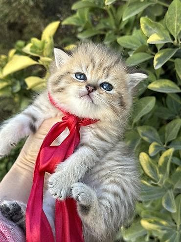 Heyvanlar üçün mallar: Britan — 2