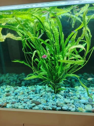 аквариумные рыбы купить: Salam. Mirni baliqlar satiram (mecnos, neon, radastamus, susə baliq — 7