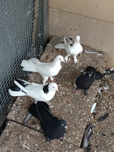 dəvəquşu yumurtası qiyməti: Şəkillərin hamısına baxın. hər cinsdə quşlar satılır . qiymət biri — 12