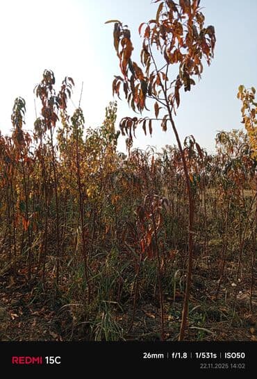 meyvə ağacı: Məhsul: Meyvə ağacı tingləri (fidanlar) Təsvir: - Açıq sahədə — 4