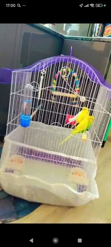 Təcili satılır 2eded quş qəfəs su qabı den qablari böyük qəfəs qiyməti