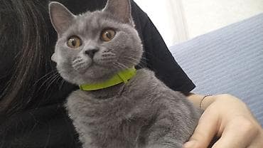 pisik sinsila: Britan, Dişi — 4