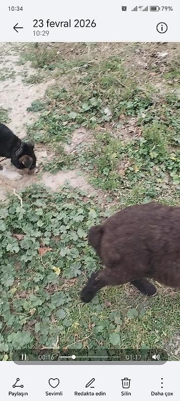 dobelman iti: 5 ay, Dişi, Cütləşmə üçün, Ünvandan götürmə — 3